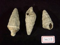 藏品(小筍螺)的圖片